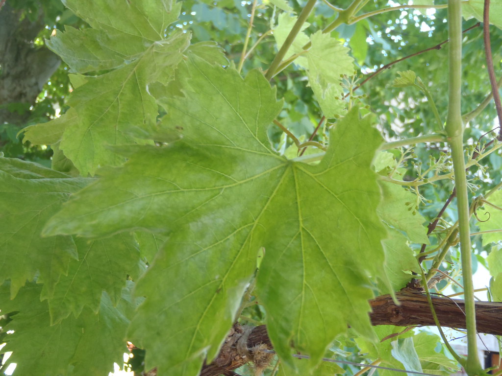Verde que te quiero verde 2012 Una hoja de parra en Cadiña… Flickr