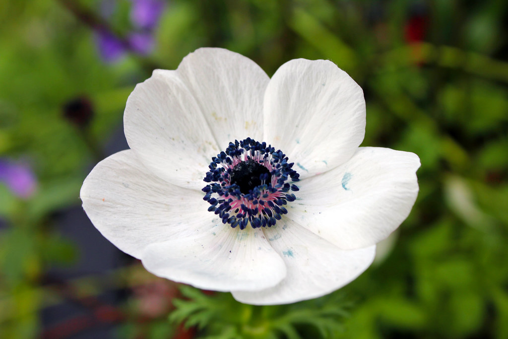 White Poppy Seed Plant Subarubaruk