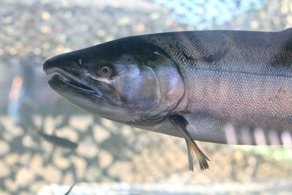 Aquarium Display Adult coho salmon in large aquarium Photo… Flickr