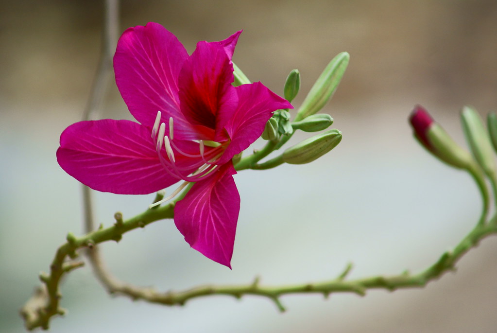 Unknown Flower An Unknown Flower Red Kanchan it seems. Avijit Patra