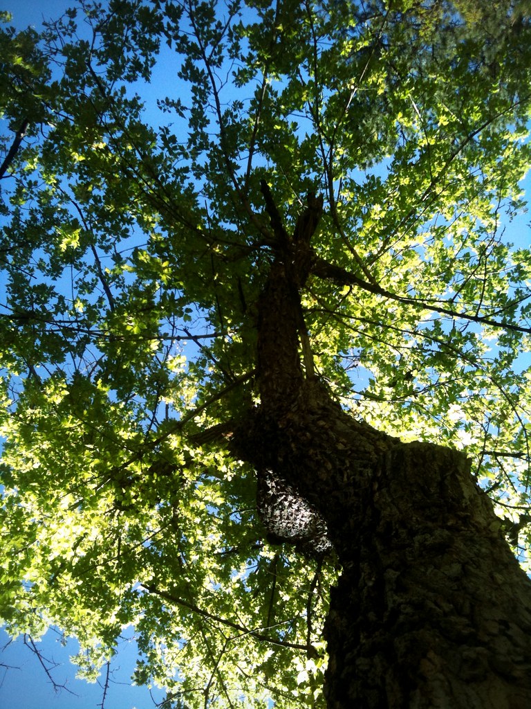 Fractals oak tree, New Mexico Pinchinggata Flickr