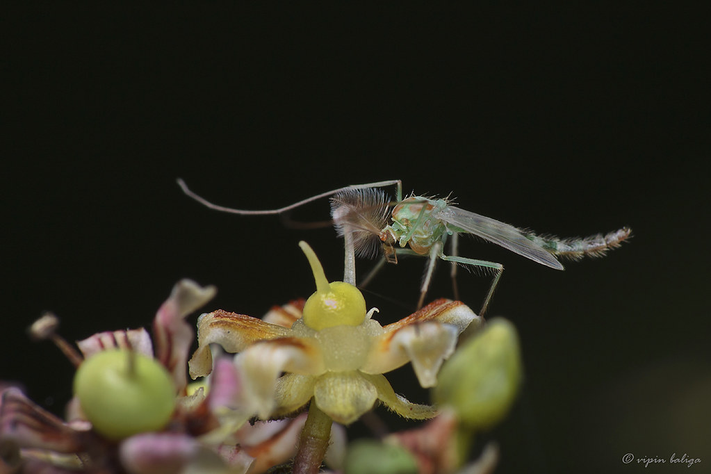 The art of pollination Chironomid midge male Do these pa… Flickr