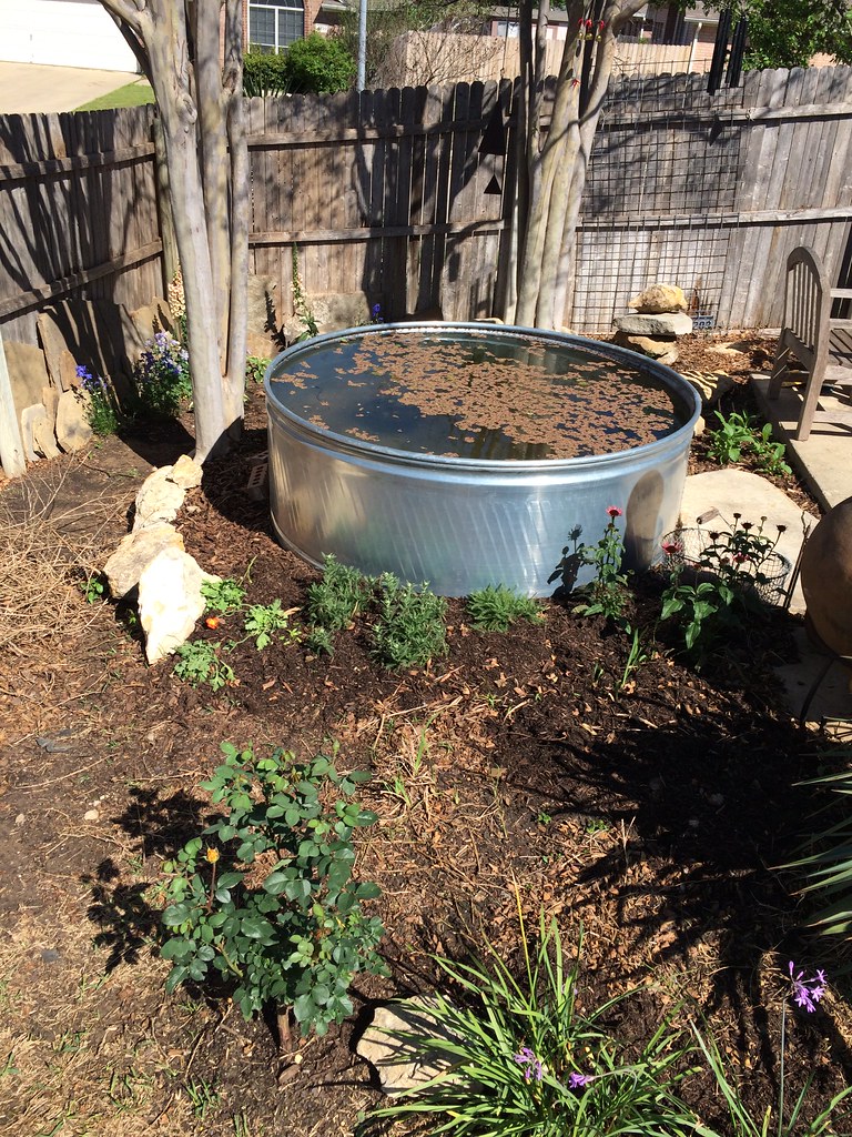 Water Garden Stock Tank Garden Yard Spring IMG_4324 Flickr