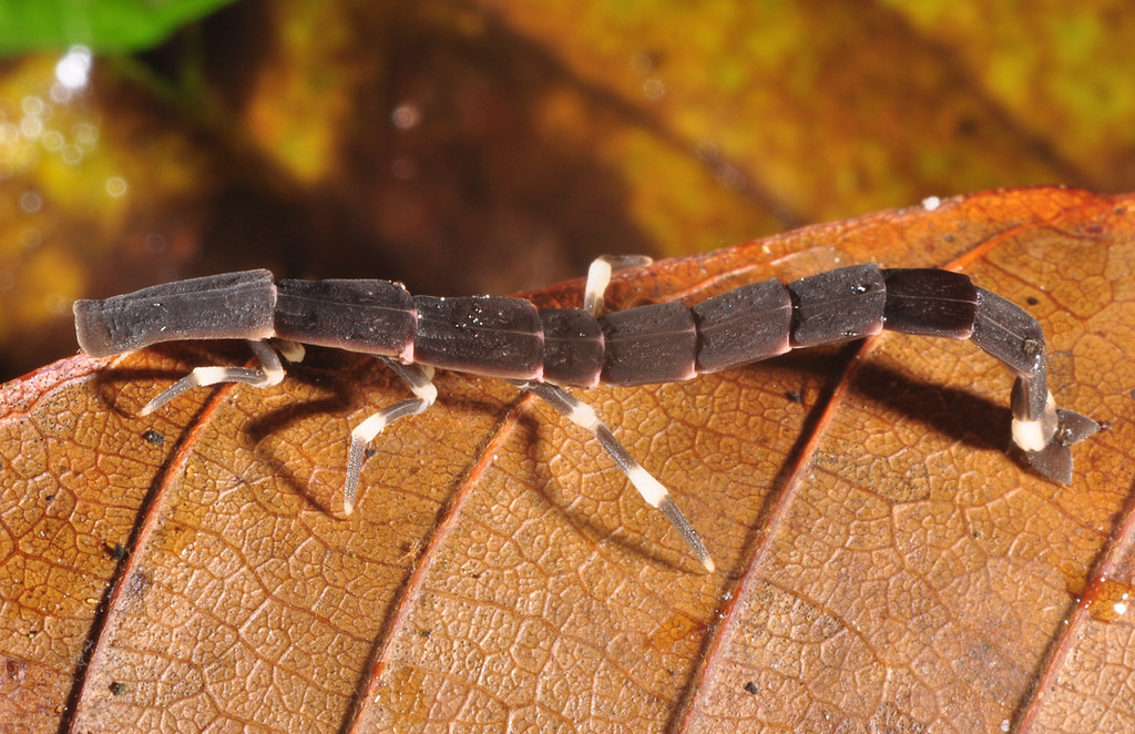 Snaileating beetle (Pyrocoelia sp ? Lampyridae) Gunung Le… Flickr