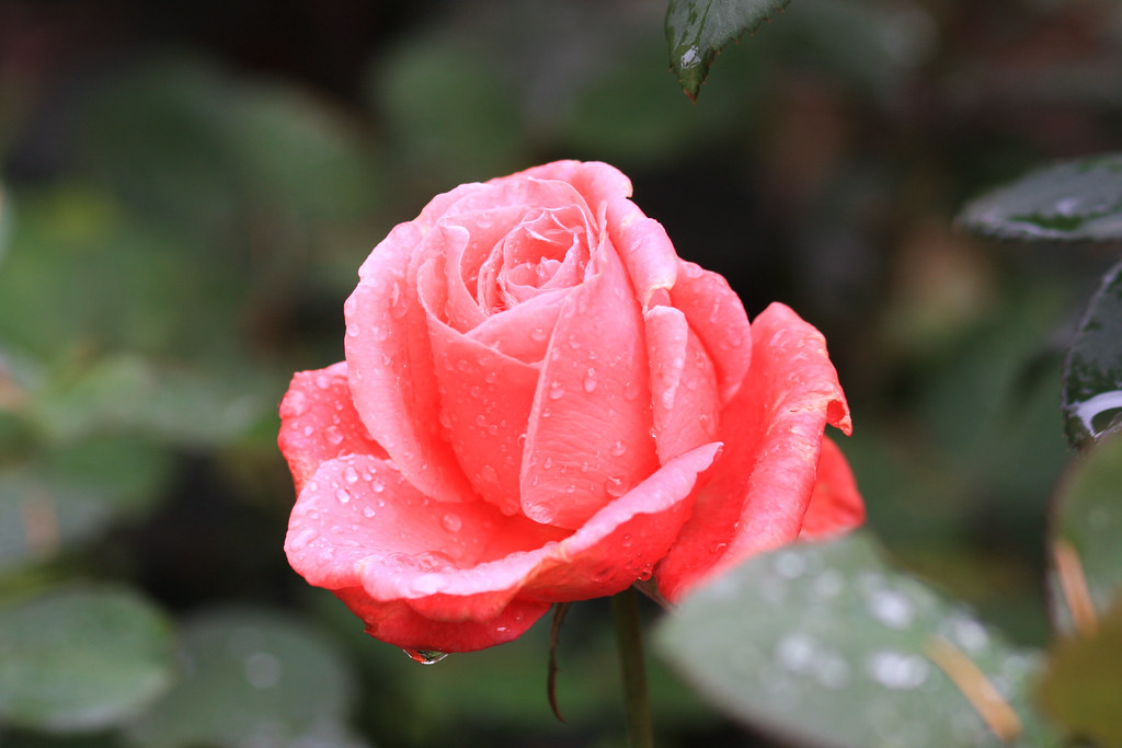 November rose One of the few healthy roses in Portland's I… Flickr