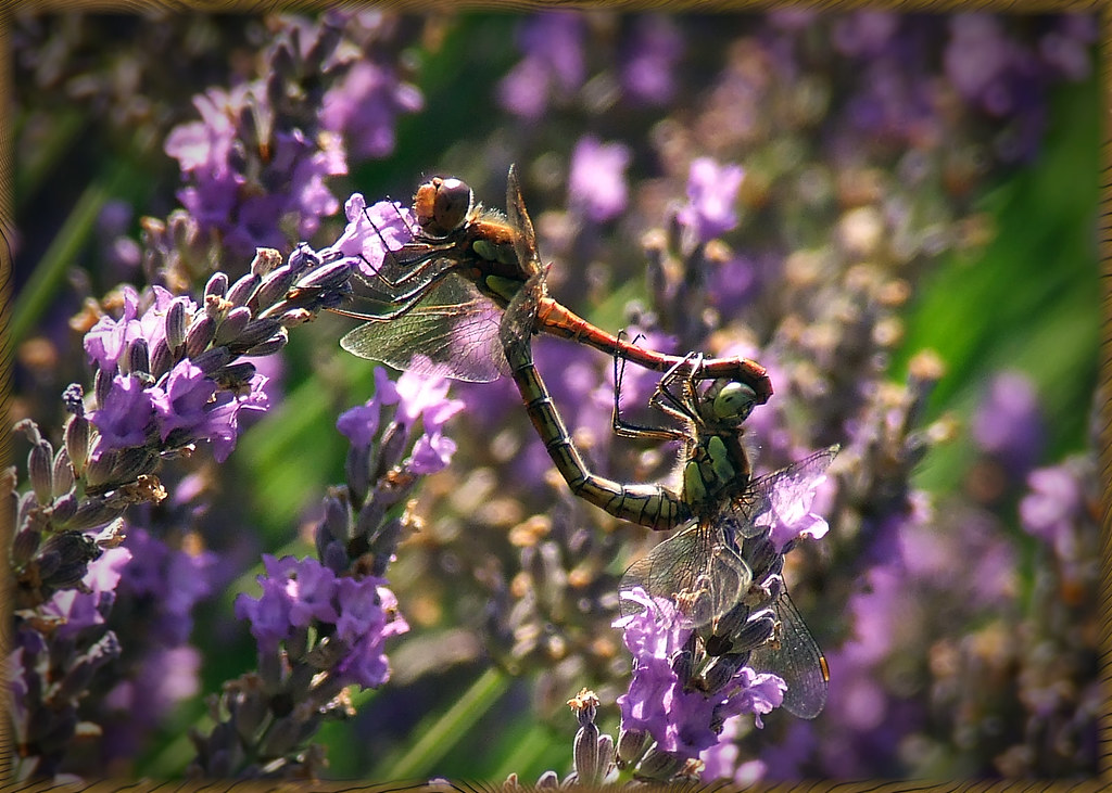 Dragonflies Resting On A Lavender Stem mark Flickr