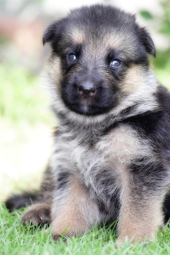 3 weeks We have a litter of German Shepherd pups. A total … Flickr