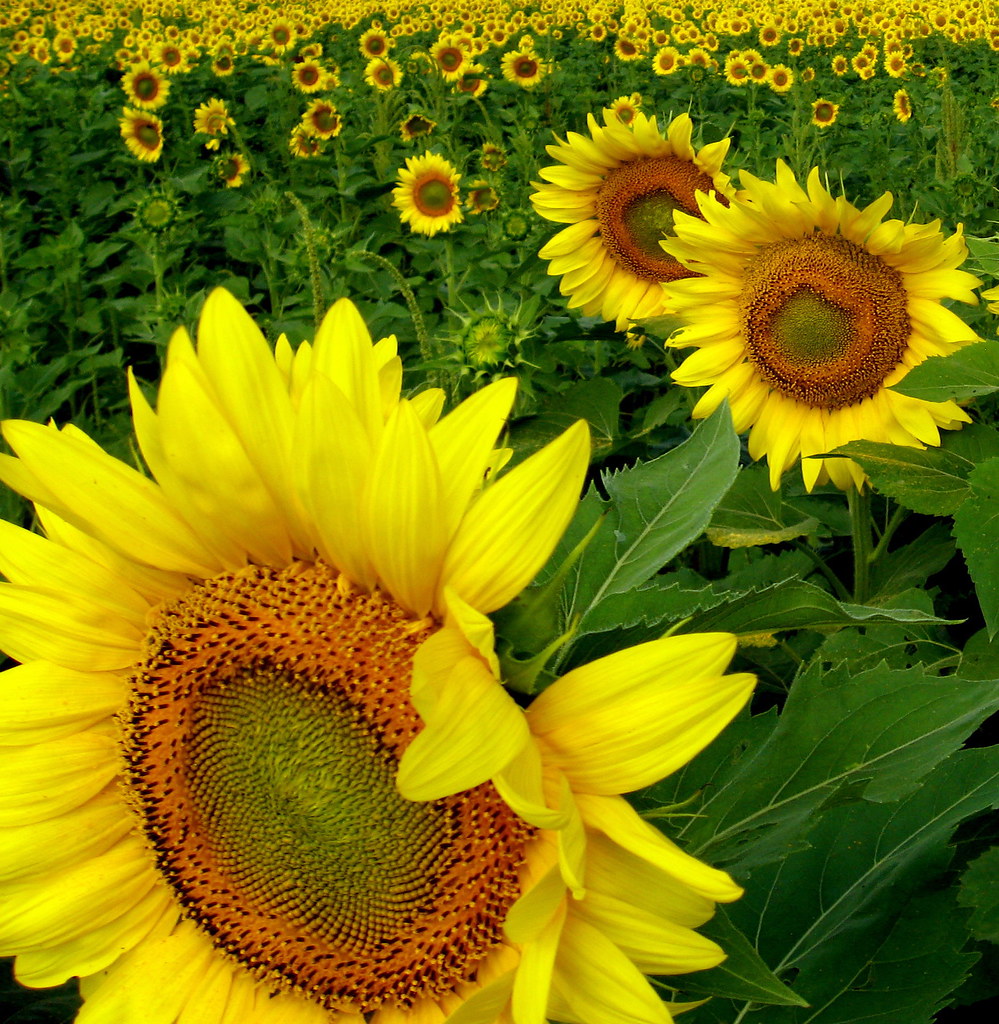 Kansas sunflower... promise of a new season rdedks2011 Flickr