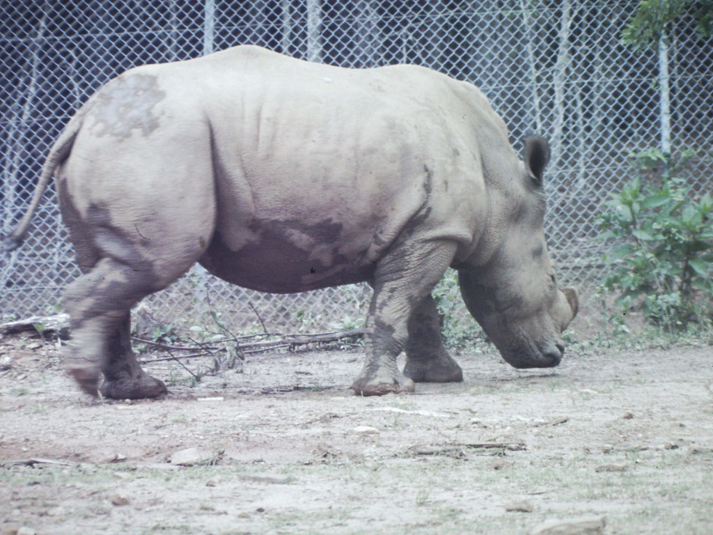 Lion Country Safari, Atlanta, Ga. May 1975 Flickr