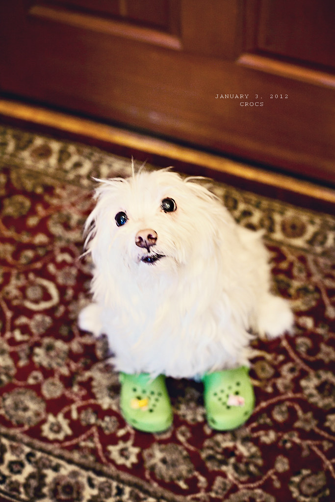 [3/366] crocs They should make crocs for dogs. Lucky goes … Flickr