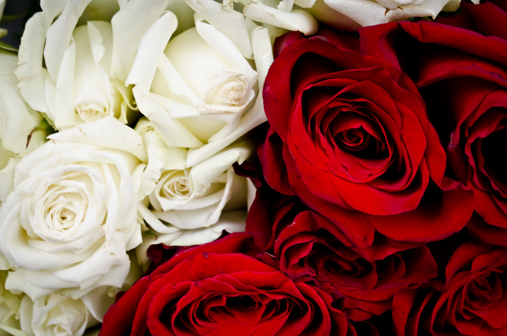 Rose Red, Rose White Seen at the South Bank. Garry Knight Flickr