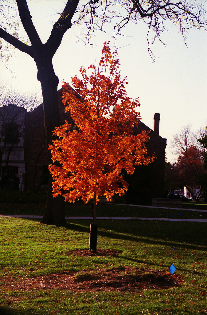 Burning Bush Daniel Penny Flickr