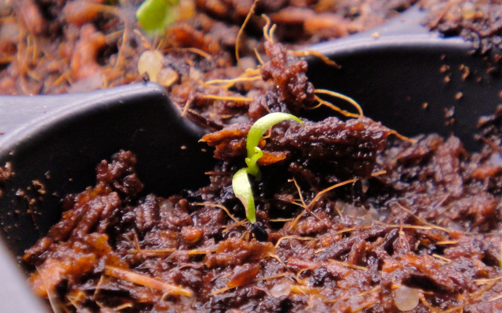 Venus Flytrap (Dionaea Muscipula) Germination Seedling Flickr
