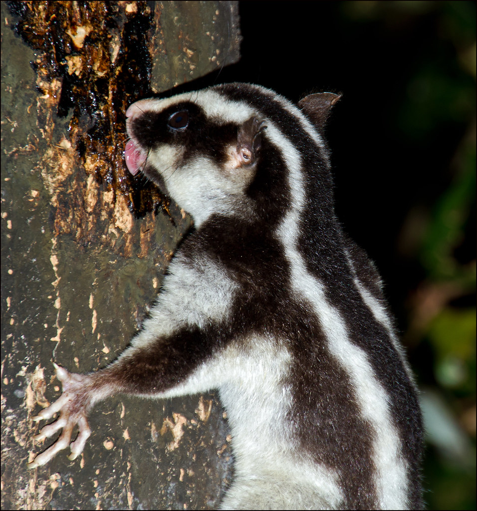 Upside Down Striped Possum Dactylopsila trivirgata Flickr
