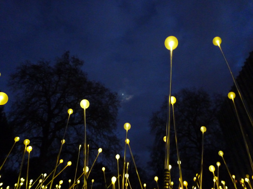 Field of Light yellow Richard White Flickr