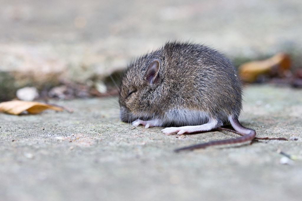 Wood mouse or ?.......Long Tailed Field Mouse Apodemus syl… Flickr