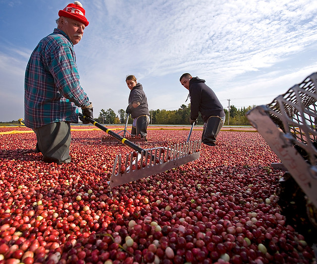 Wisconsin Cranberries Today Wisconsin State Cranberry Growers
