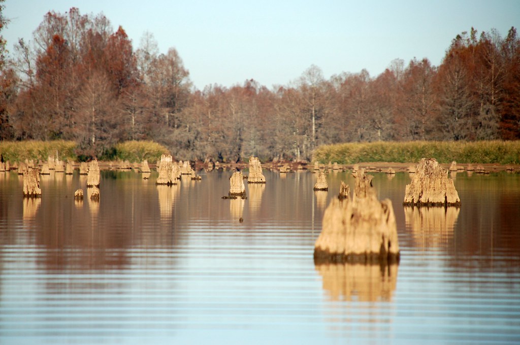 Low Falls Lake Stumps Tom Taylor Flickr