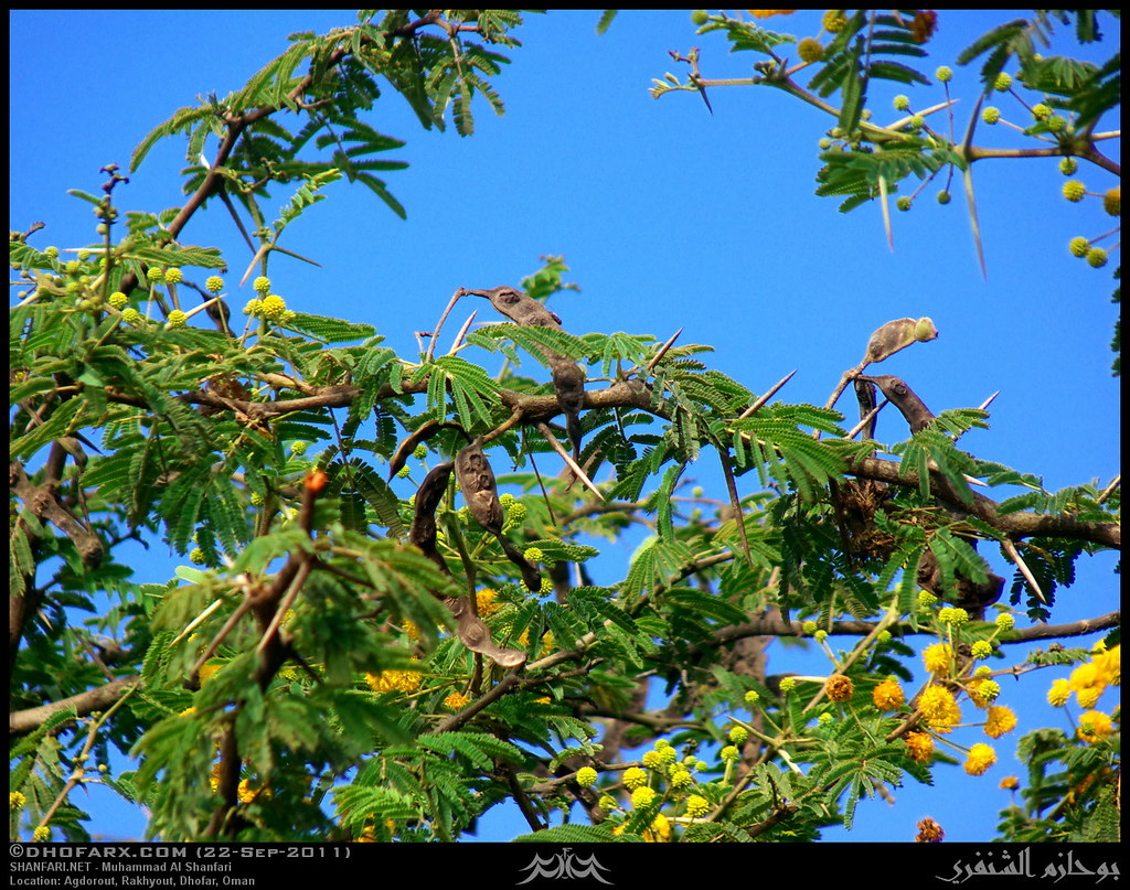 Egyptian Thorn Tree