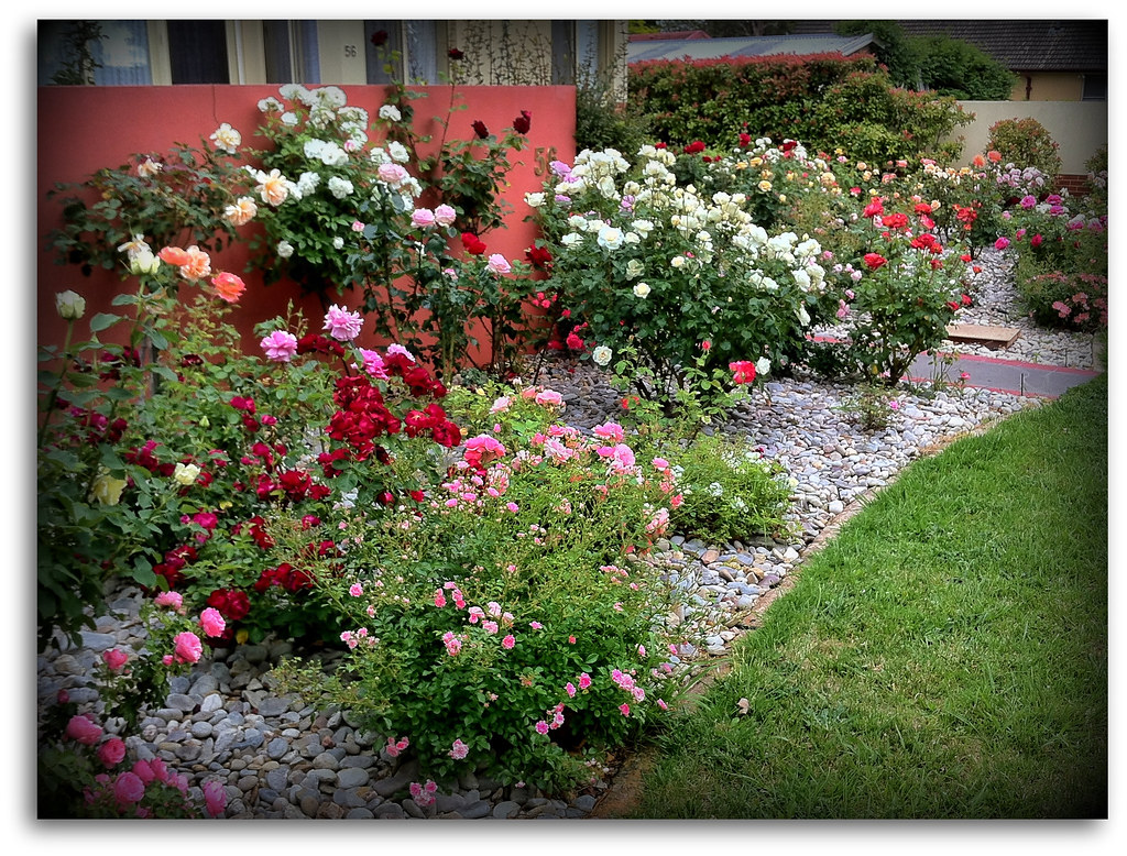 Springtime flowers in Canberra 9 Memorial Garden 1 Flickr