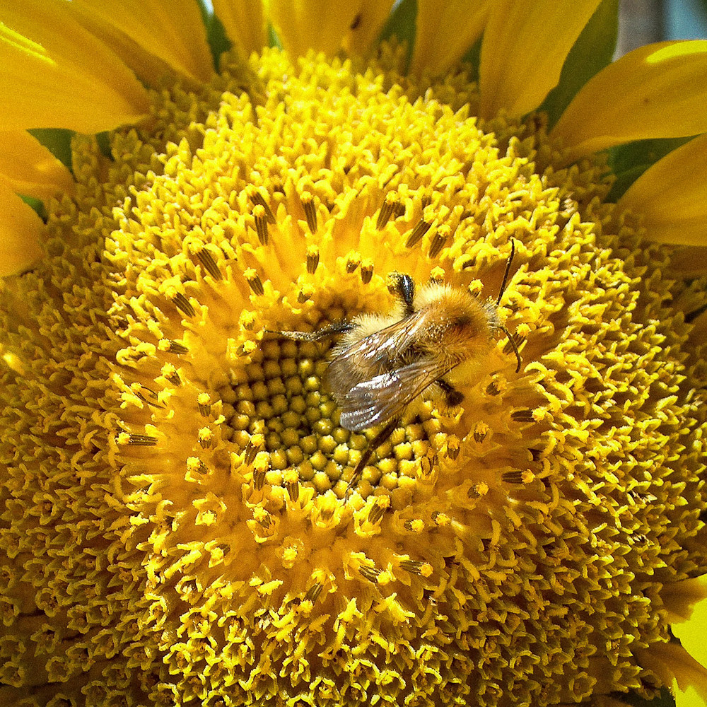 Bee/Flower Everyone should have a pic of a Bee on a Flower… Flickr