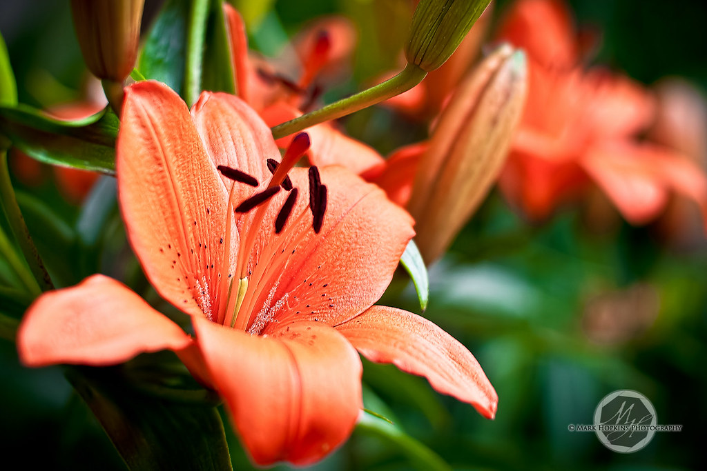 My Favorite Flower My Favorite Flower From Day 180 of my P… Flickr