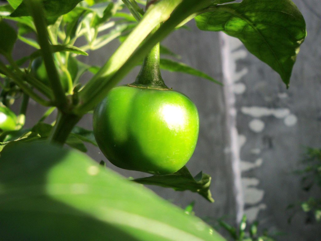 satan kiss chili pepper bondy brondy Flickr