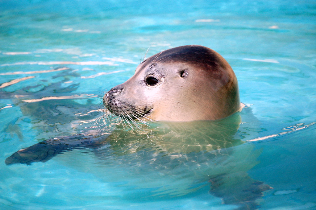 Baby Seal Rescued baby seal at Natureland Seal Sanctuary Alastair