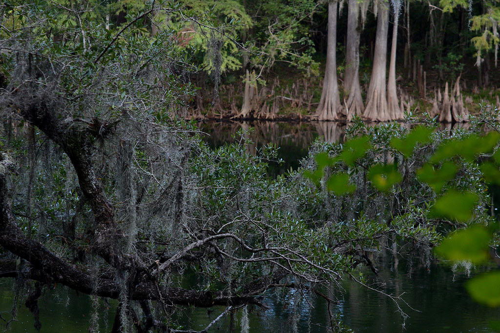 Santa Fe River Gilchrist Co., Florida Geoff Gallice Flickr
