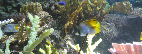 nikusdesign Denver Aquarium Jobs