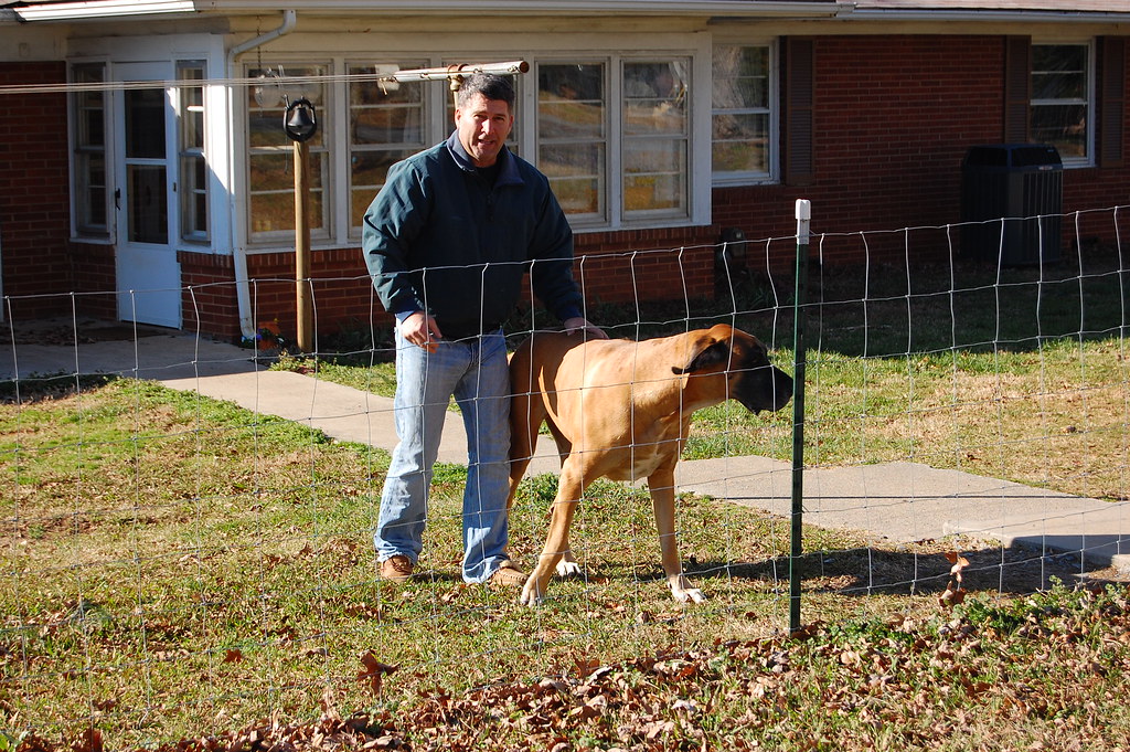 (Really) Great Dane I'd stopped at this farm to ask permis… Flickr