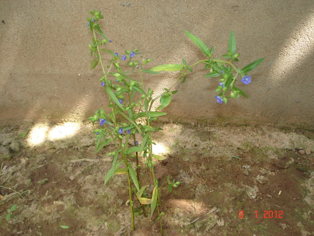 Hydrolea zeylanica (កណ្តៀង, ក្រពេនទឹក ) Scientific name H… Flickr