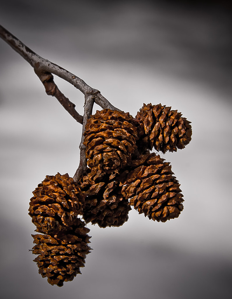 Alder Cones Alder seed pods, Sort of like mini pine cones Gary