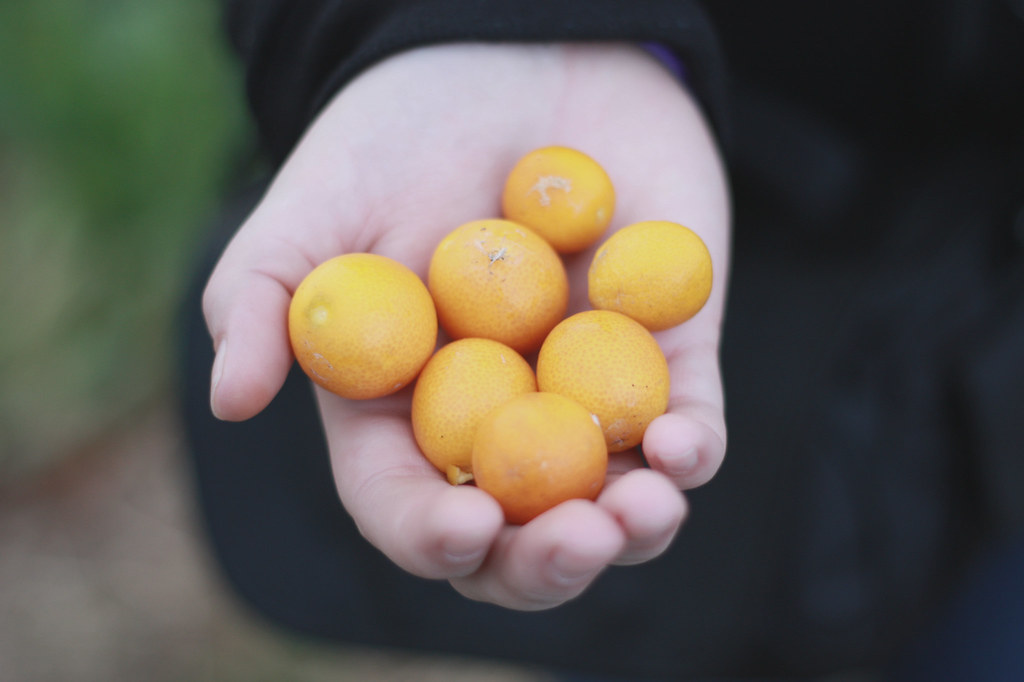 25/365 I like oranges . . . japanese oranges that is . Uhh… Flickr