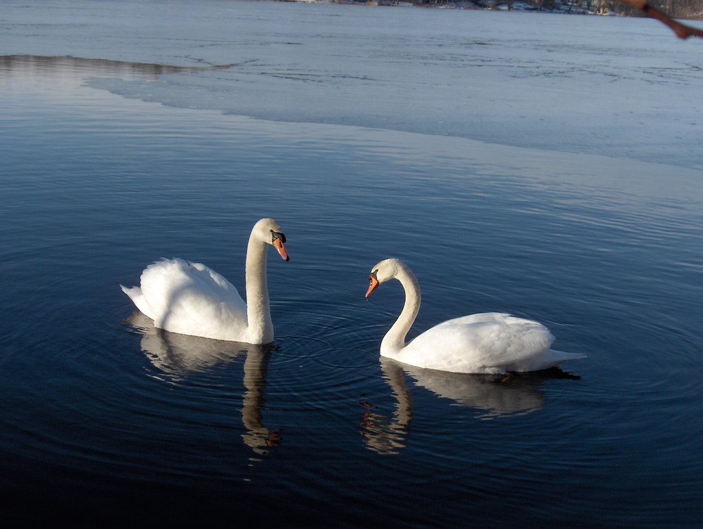 Mute Swans Nutting Lake, Massachusetts Kelsey Family Flickr