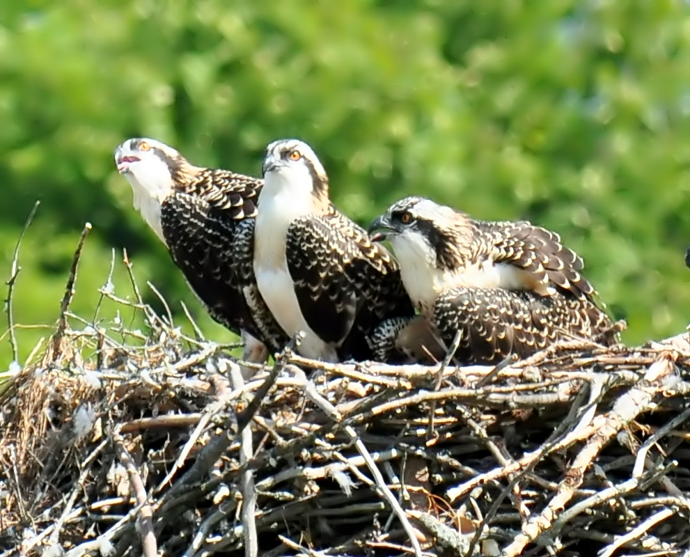 Ospreys Magnificent babies! Roger Daigle Flickr
