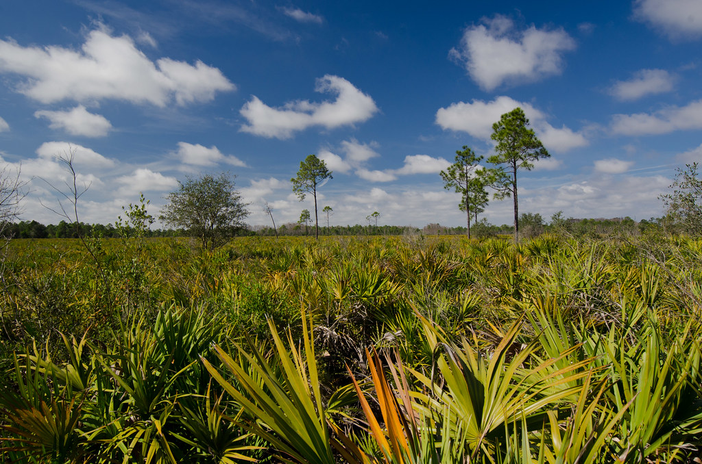 Elevation of Sears Road, Sears Rd, Fort Denaud, FL, USA Topographic