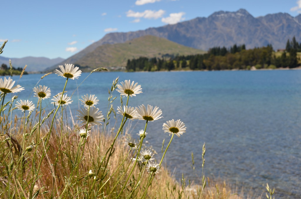 Flower near Queenstown Dan Todd Flickr