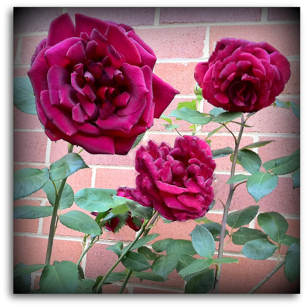 Springtime flowers in Canberra 7 Rich crimson rose flowe… Flickr