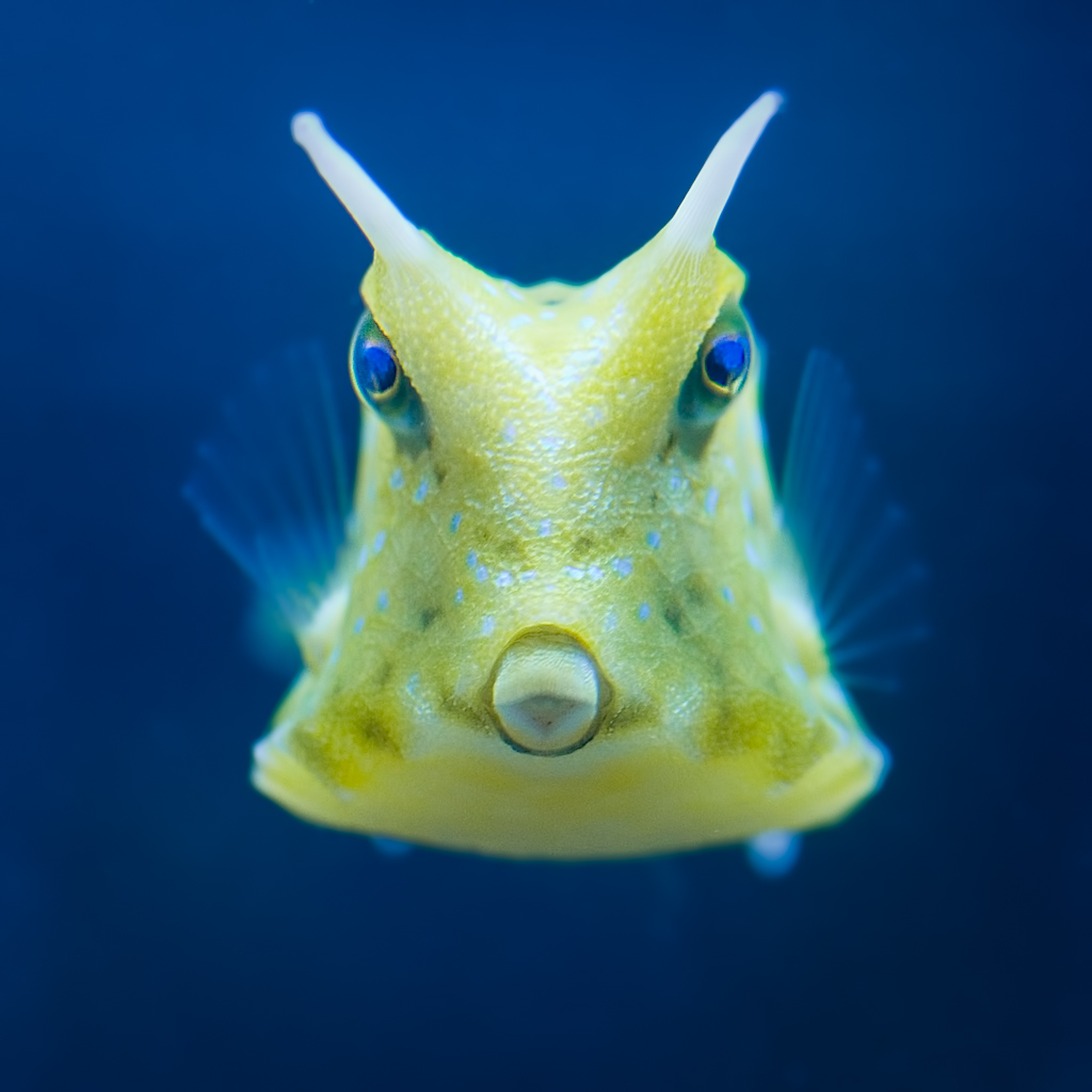 Cowfish Head on view of a cowfish... in a fish tank in a s… Flickr
