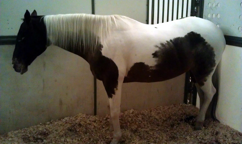 IMAG0019 Name Pico Breed Paint Horse Gender Gelding Ori… Flickr