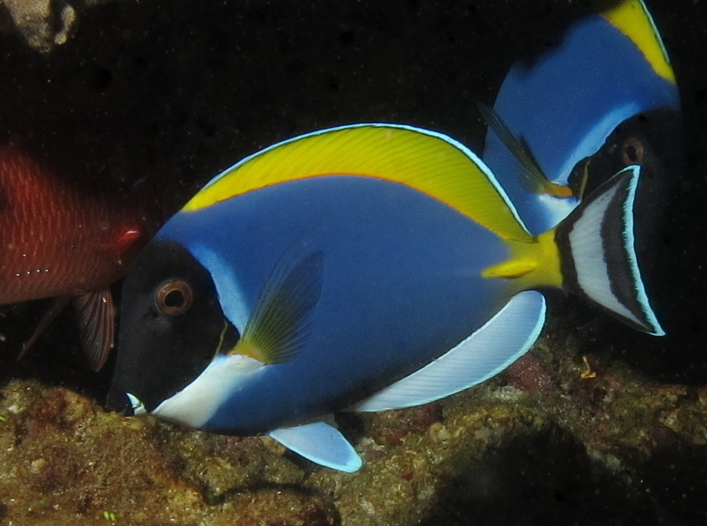 Powder Blue Tang or Powderblue Surgeonfish, Acanthurus leu… Flickr