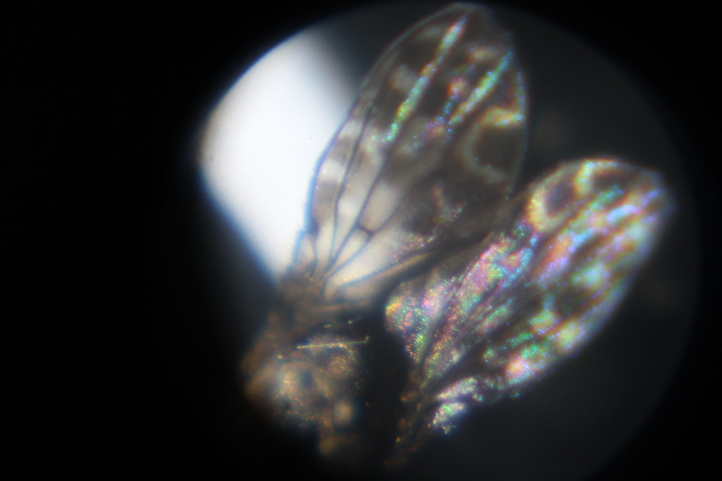 Fruit fly sp. under microscope. Robert Wright Flickr