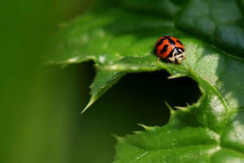 ladybug dog lai Flickr