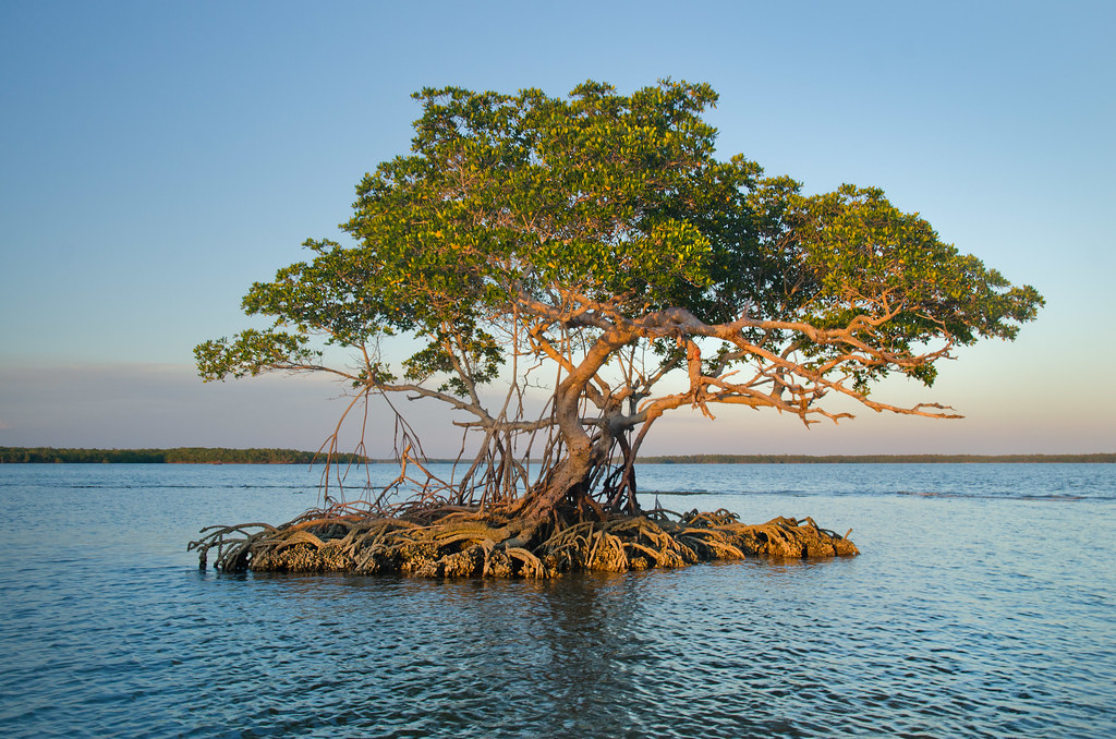 Red Mangrove, Florida Bay Red mangrove trees line Florida … Flickr