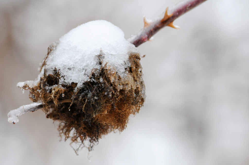 DSC_1347 Summer remnant Snow on a dormant rose bush. Flickr