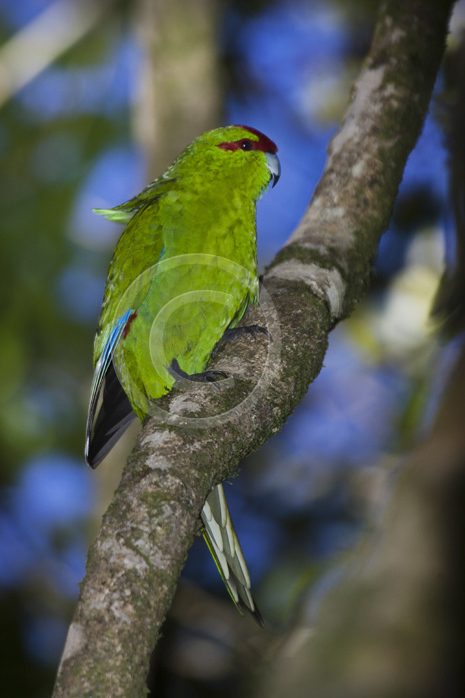 Kakariki 3052 Kakariki perched in tree, Karori Sanctuary, … Flickr