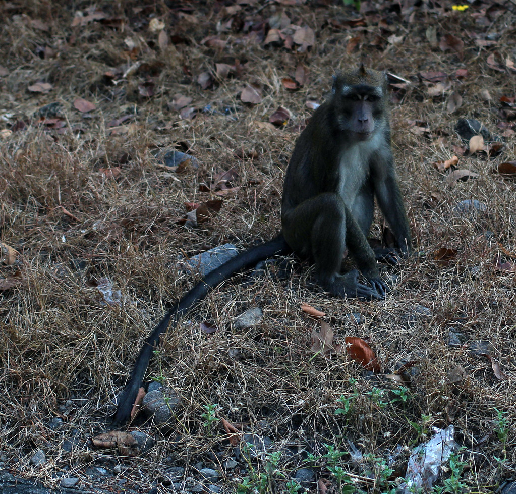 monkeys on the side of the road 13 Subic, Philippines Gem Flickr