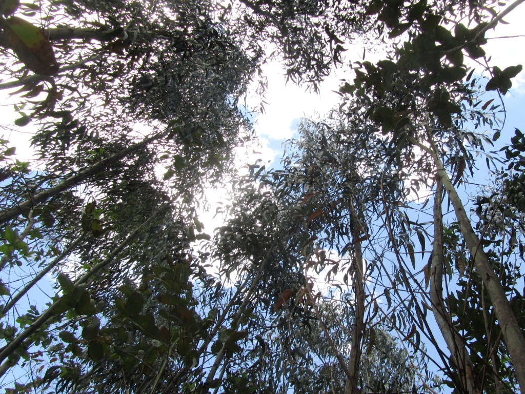 20111013ethiopiafartacarbonfuelwoodploteucalyptusg… Flickr