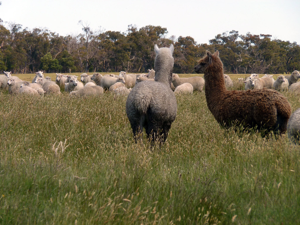 What's happening with the sheep? Two very watchful alpacas… Flickr